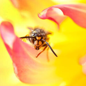 Fotokursus: Makro fotografering
