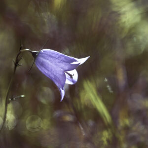 Fotokursus: Bokeh, bobler & baggrunds bingo