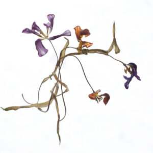 Fotokursus: Vissen vinter